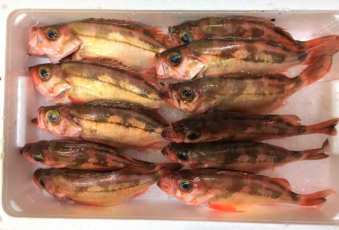 喰処たかしお 喰処たかしお 庄内沖メバル仕入れました 塩焼き 煮付けにしますよー 新庄市 T Co Bmxss0psf9 Twitter 喰処たかしお 喰処たかしお 庄内沖メバル仕入れました 塩焼き 煮付けにしますよー 新庄市 T Co Bmxss0psf9 Twitter