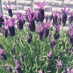 この花の名は…？!「闇落ちエビフライ」ではなくてもっと可愛い名前があった!