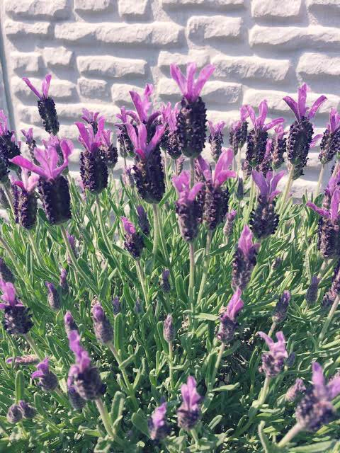 この花の名は…？！「闇落ちエビフライ」ではなくてもっと可愛い名前があった！！