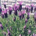 この花の名は…？!「闇落ちエビフライ」ではなくてもっと可愛い名前があった!