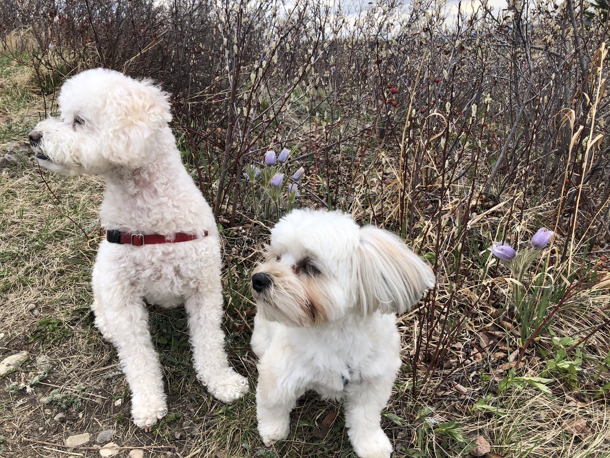 Misty the Toy Poodle &amp; Susie the Morkie aka The Grump &amp; The Menace. #symonsvalleyunited #uccan #yourchurchonthehill #affirmunited #unitedchurchofcanada #homeappreciationweek
