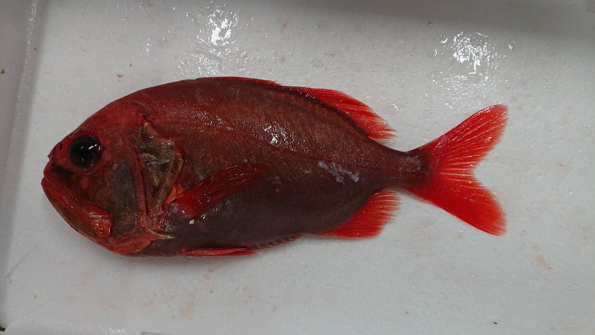 Ryuさん Uonted管理人 正解は ハシキンメでした よく似たおさかな ヒウチダイとは 側線状に並ぶ盾状鱗がない という決定的な違いがありますので比較してみて下さい 深海魚は味が両極端で有名ですが この子はとっても美味なおさかななんですよ