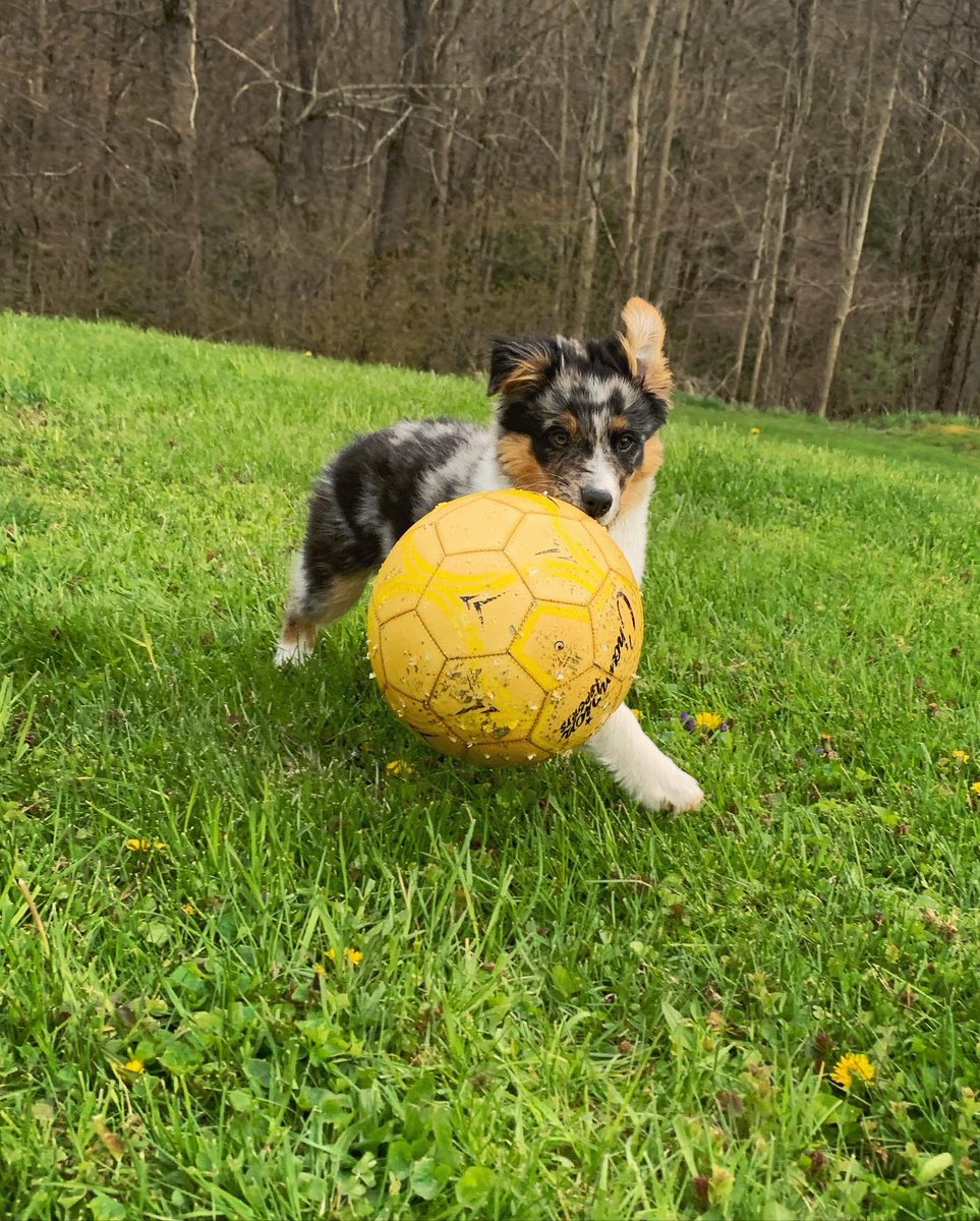 mcnamara_bri's tweet photo. Hazel is a soccer pro😎 https://t.co/86dInOyhOv
