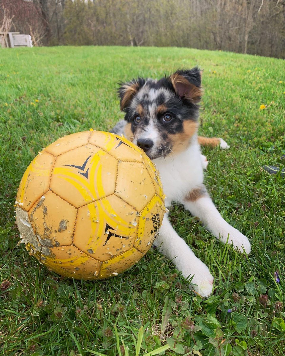 mcnamara_bri's tweet photo. Hazel is a soccer pro😎 https://t.co/86dInOyhOv