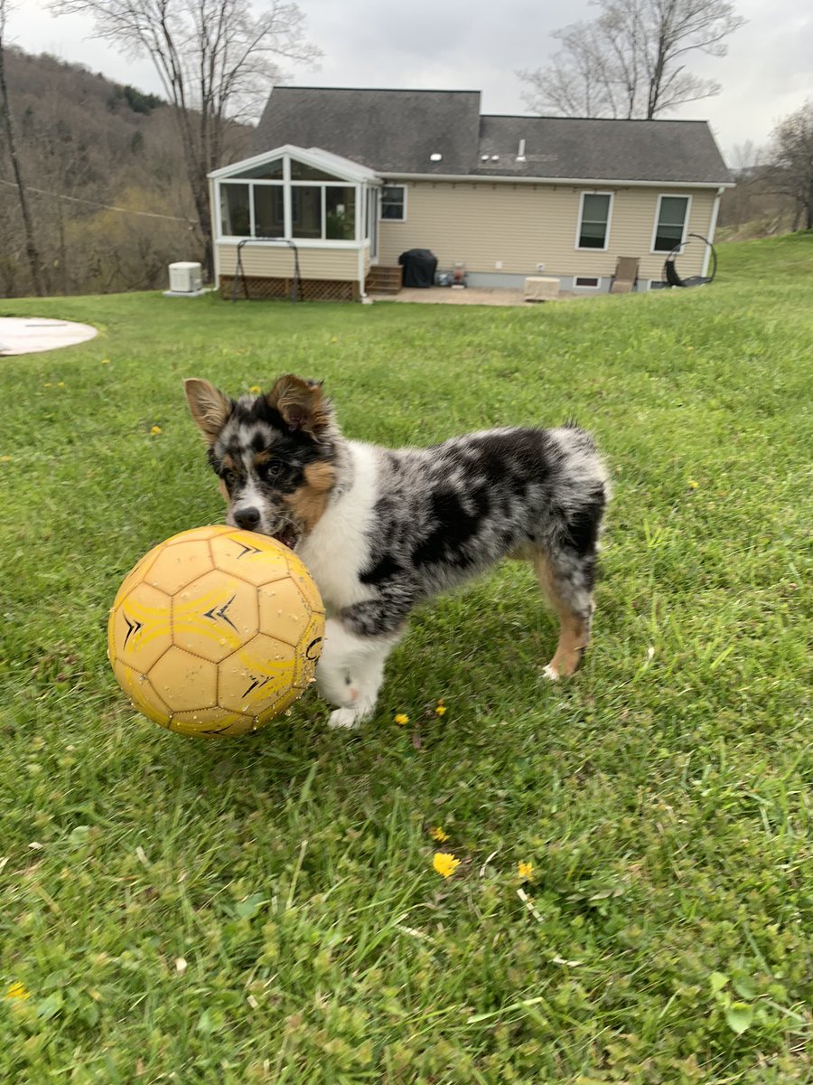 mcnamara_bri's tweet photo. Hazel is a soccer pro😎 https://t.co/86dInOyhOv