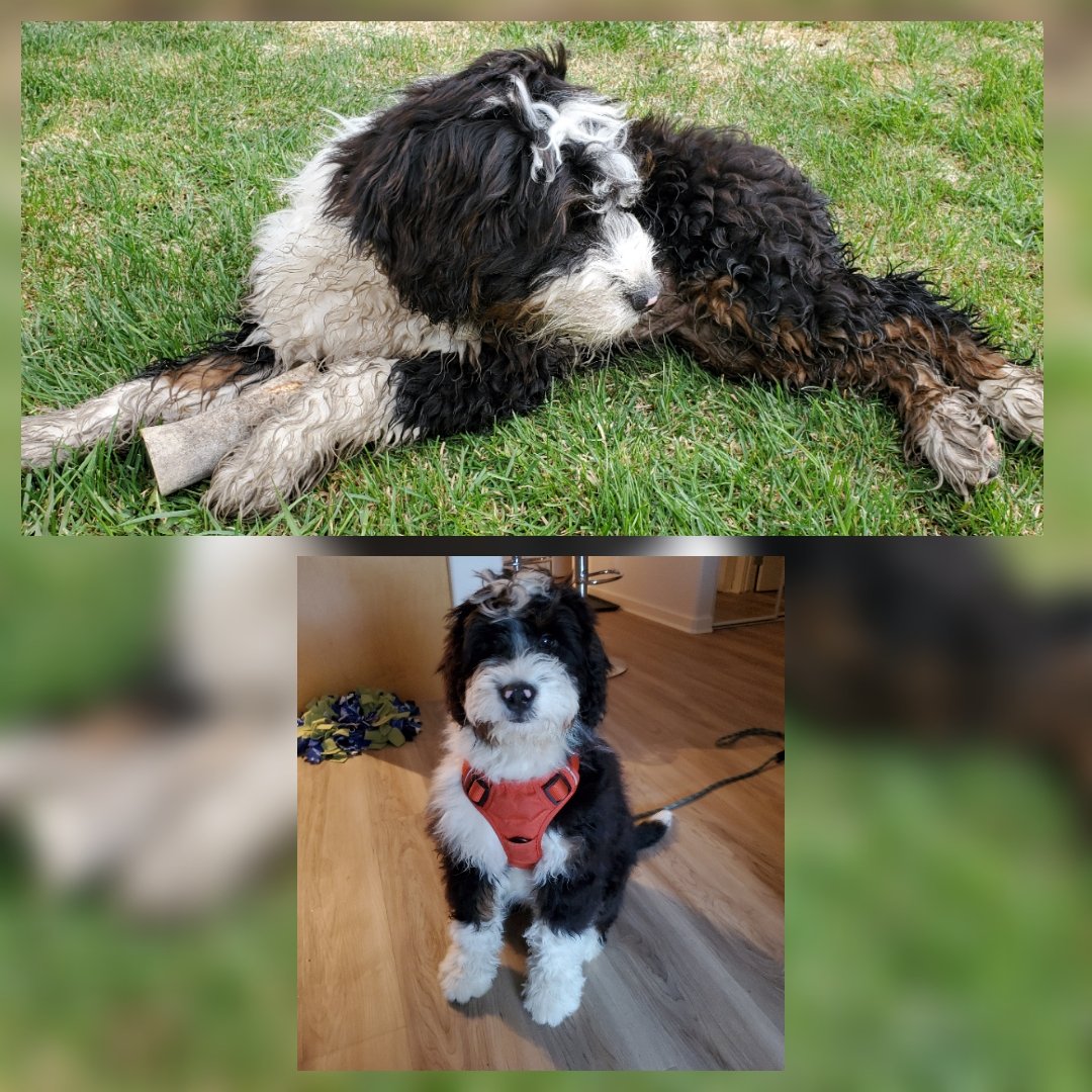 He sure cleans up good. #bernedoodle half #bernesemountaindog half #miniaturepoodle #yycdogs #Arnold #fluffy