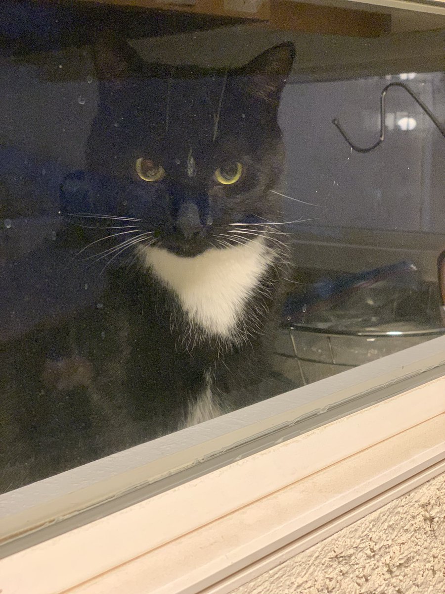 Feline_Steve's tweet photo. I’m always watching you!! 👀🐱 https://t.co/vl7oxZsBpy
