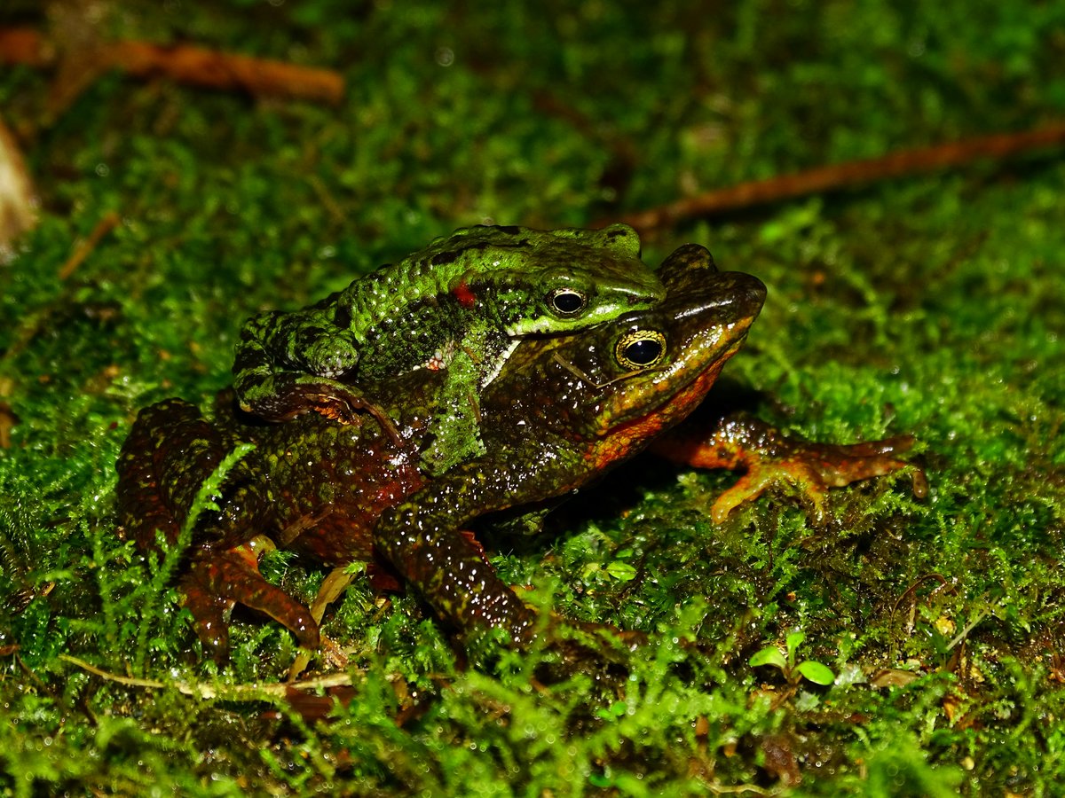 aucklandzoo's tweet photo. This #WildWork Wednesday we’re sharing a recent conservation project we're involved in with Fundación Atelopus to help yet another important group of amphibians - harlequin frogs! Read more - https://t.co/SKCt6hfauH https://t.co/EdU8ft29UU