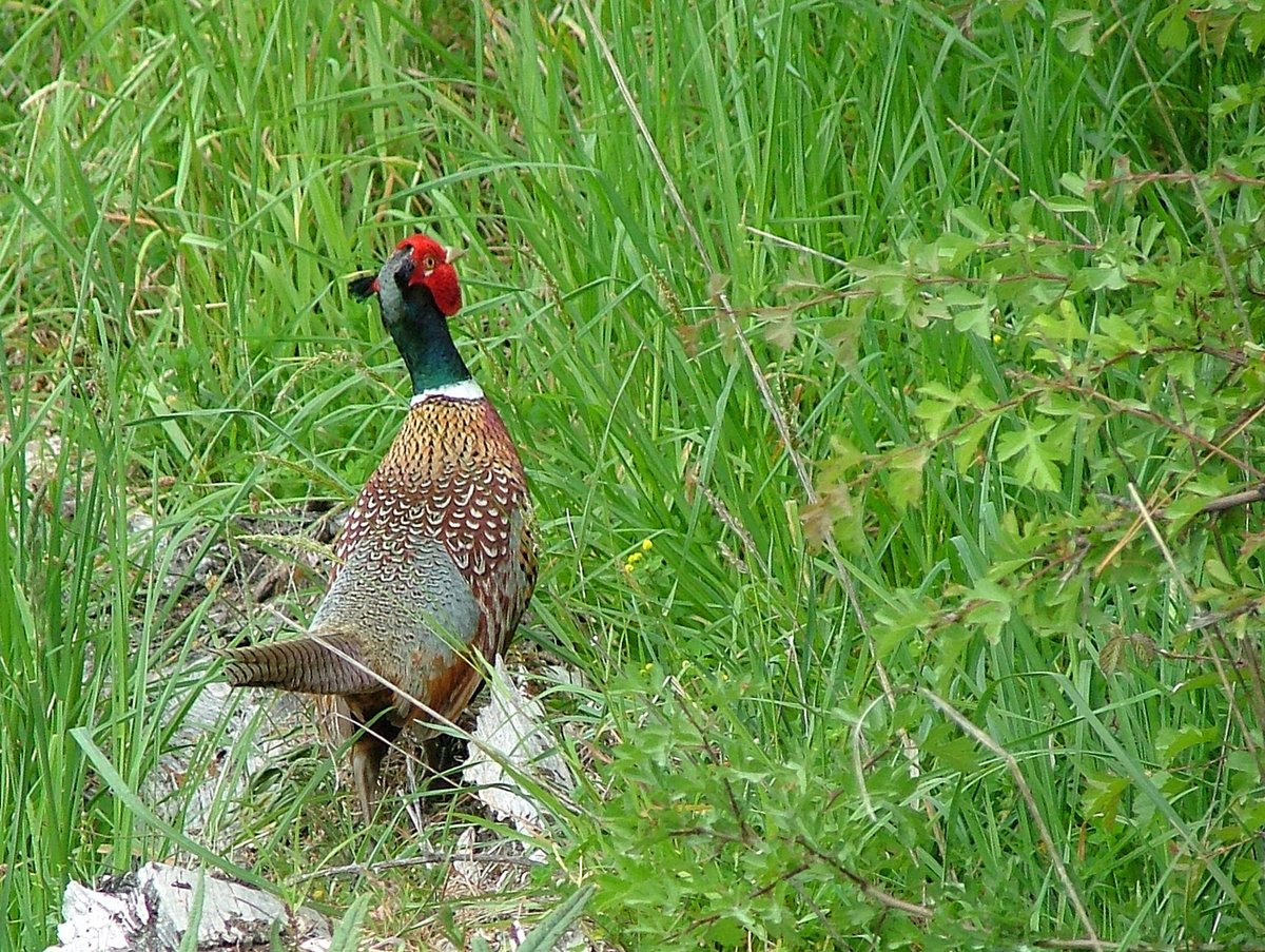 EasternFishGame's tweet photo. Timberlands are opening recreational access to Kaingaroa and Rotoehu Forests, and through Waimangu Forest for access to Lake Rotomahana, from 23 May. Access is on weekends only and by permit only. Go to this page for permits: https://t.co/O2xVKOlE3z https://t.co/EZeCvn3Ku4