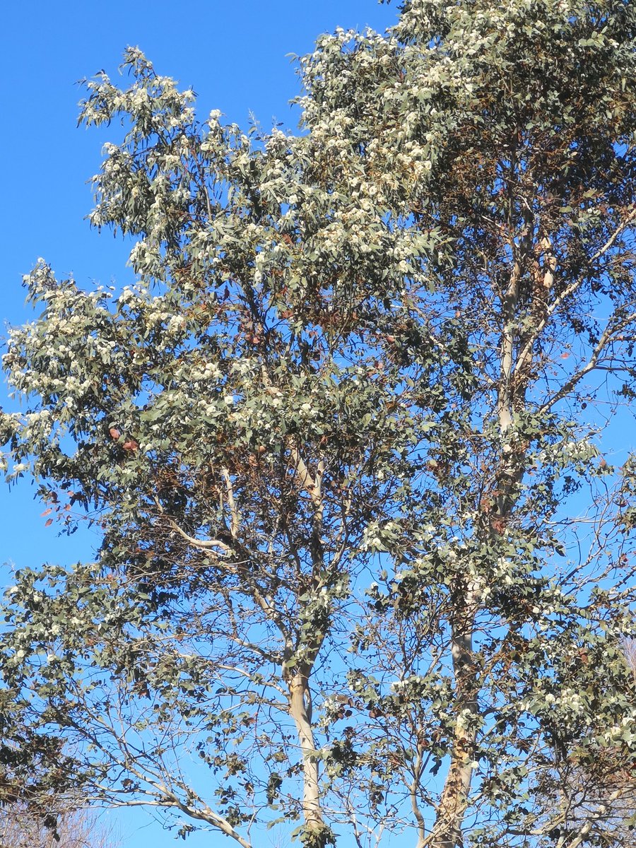 HeatherMillig19's tweet photo. Eucalyptus cordata ssp cordata, Hospital Creek, flowering here in Dipton. https://t.co/HHBXglN4iX