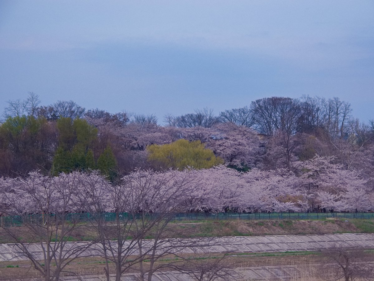 yukitomanager's tweet photo. ☆東公園の桜 対岸・空撮・岩木山と共演☆
東公園さくら山! 対岸、空、岩木山との共演はどうですか(*´ω`*)?
青森県黒石市にあり、約650本の桜、巨大なポプラの木、都市公園として整備されジョギングコースもあります!
#黒石市 #東公園さくら山 #東公園 #PHANTOM4ADVANCED
※各所許可済 https://t.co/0azla5di6u