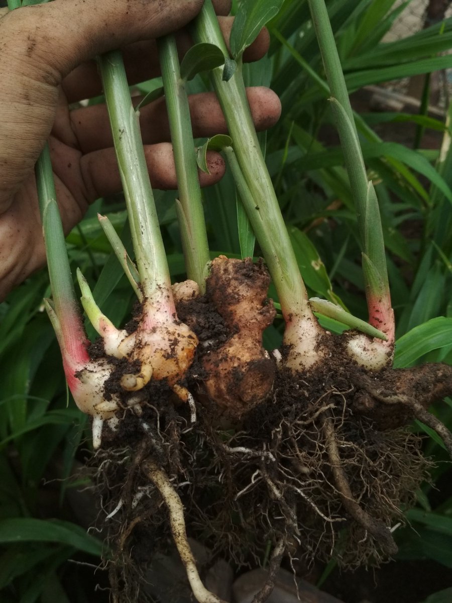 Menanam jahe untuk persediaan musim berikutnya, atau tiba-tiba pengen tumis kangkung, padahal kangkungnya belum siap panen. Ya gak apa, taneman sendiri, silakan dipetik hehehee