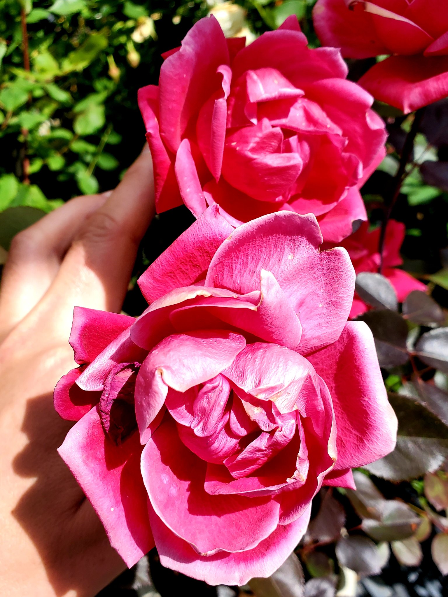 Geronimo 昨年購入したダブルノックアウトという名前の鉢植えの薔薇 耐病性が強くて強健性 暑さに強くちょっと日当たりが悪くても平気 一斉に花が咲き 花つき 花もちが良く育てやすい 春先から晩秋まで花が咲く 全盛期のマイク