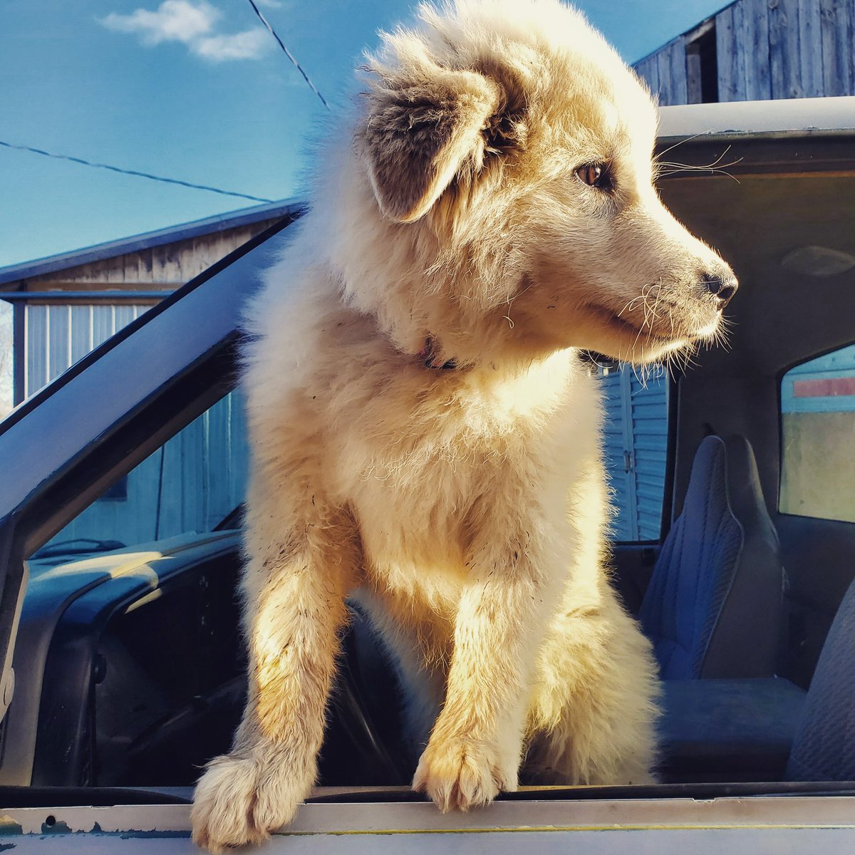 Ashleyfarmlife's tweet photo. My working buddy! Ready To go to work. #farmdog #puppy #workingbuddy #farmdoglife #photography #cutepuppy #puppylove https://t.co/T9fVCBnDy1