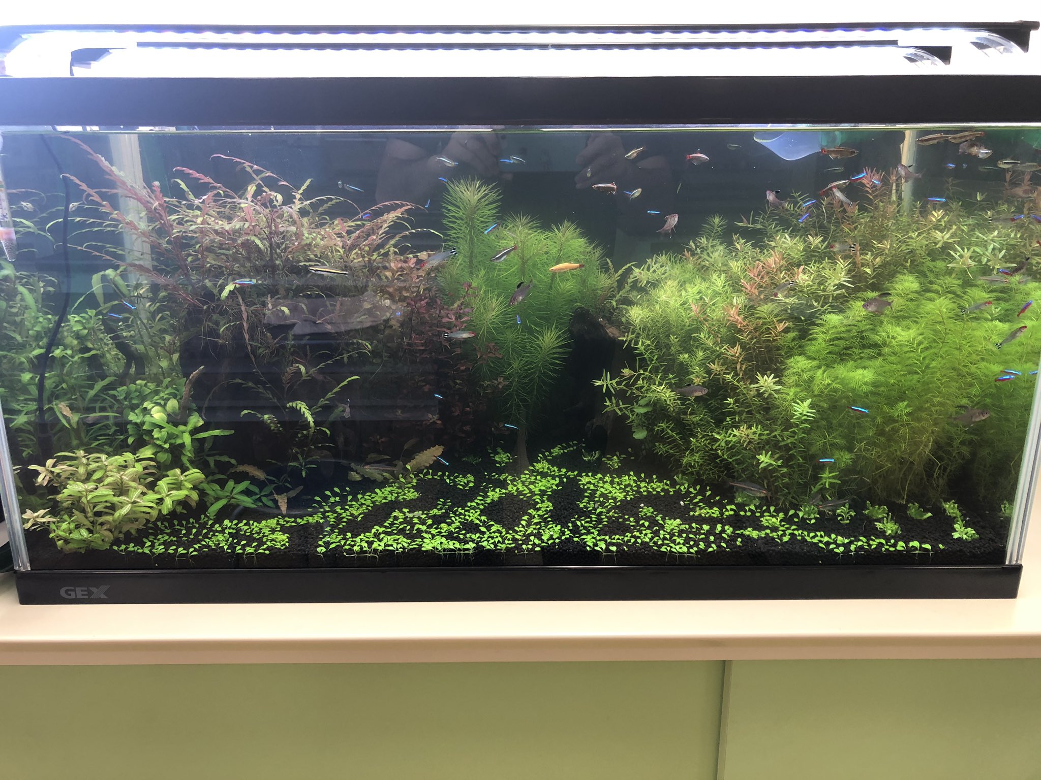 ケケキキ 水草水槽 ポゴステモンヘルフェリー追加 ミリオフィラムの根元が汚いのでなんとかしたい アオコは少しおさまった T Co Yge87bfa9d Twitter