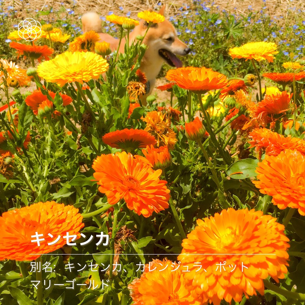 スマホをかざすと花の名前がわかるアプリ ハナノナ を散歩中に使ってみたら楽しい そして ガマ と解析される柴犬が完全にガマ Togetter スマホをかざすと花の名前がわかるアプリ ハナノナ を散歩中に使ってみたら楽しい そして ガマ と解析される柴犬が完全にガマ Togetter