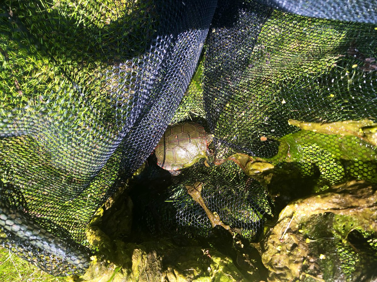 MrsSmithNat's tweet photo. Upgraded our frogging net and the new one is apparently a turtling net & fishing net too! πΈπ’π #thankgoodnessforspring https://t.co/pXT8JHHc4s