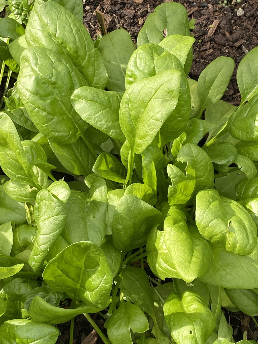 italianseedsnz's tweet photo. Franchi Spinacio Merlo Nero and Matador. Always at its best when young and its tender leaves are small #healthy #spinach #spinaciaoleracea #franchi #italianseedspronto #14gpkt #lotsofseeds #GrowYourOwnFood https://t.co/9gOEpFjTAl