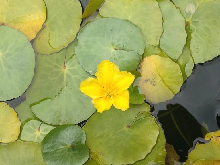 Jepico_official's tweet photo. MicaSense社Rededge-MXの活用事例:水面植物(アサザ)編|ジェピコメディア https://t.co/v4iwNPjFwF
#Micasense #RededgeMX #ドローン #カメラ #空撮 #精密農業 #事例 #リモートセンシング #繁殖状況 #管理 #JEPICO #ジェピコ https://t.co/Hh8y8kQNev