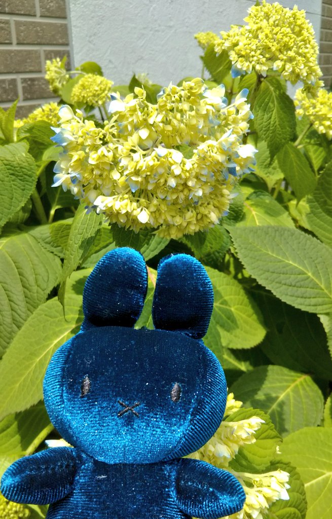 ohisamanotikara's tweet photo. 【flower and miffy】2020/05/13Wed
今日の発送作業のおもとはブルーベルベットナインチェさん。(・x・)
最寄郵便局が新型コロナの影響で早く閉まるので、発送も早い時間に。🐰🌸
#mffy #ミッフィー #nijntje https://t.co/05G5dmtNHd