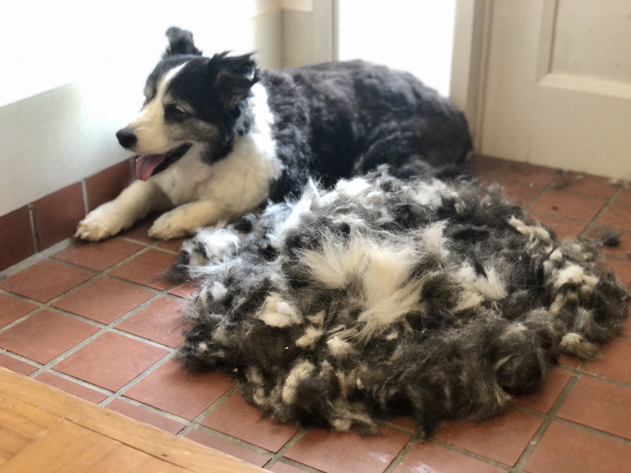 ホーボージュン ボーダーコリーの成犬1頭分の毛がこちらになります ラナは毛量多いので10 のバリカンでもこんな量になる そりゃあ暑いよなあ T Co Xr7wwxpyrl Twitter
