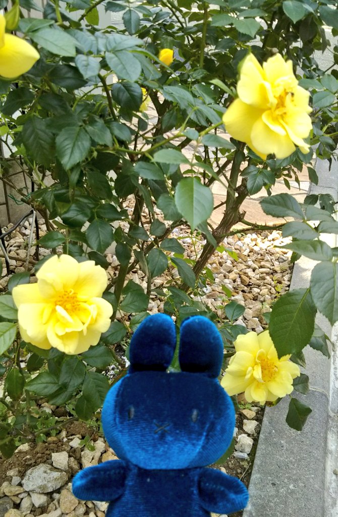 ohisamanotikara's tweet photo. 【flower and miffy】2020/05/13Wed
今日の発送作業のおもとはブルーベルベットナインチェさん。(・x・)
最寄郵便局が新型コロナの影響で早く閉まるので、発送も早い時間に。🐰🌸
#mffy #ミッフィー #nijntje https://t.co/05G5dmtNHd