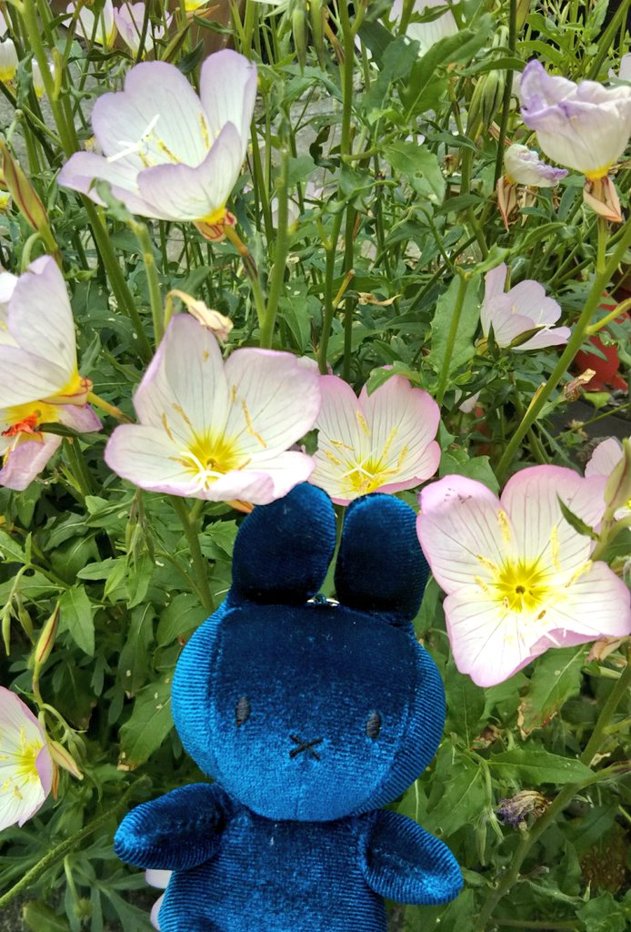 ohisamanotikara's tweet photo. 【flower and miffy】2020/05/13Wed
今日の発送作業のおもとはブルーベルベットナインチェさん。(・x・)
最寄郵便局が新型コロナの影響で早く閉まるので、発送も早い時間に。🐰🌸
#mffy #ミッフィー #nijntje https://t.co/05G5dmtNHd
