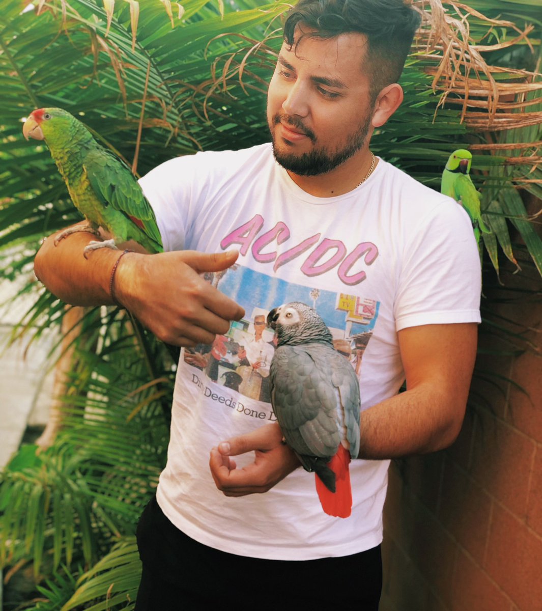 agguman's tweet photo. My boys. 🐦🦜 #Africangrey #AmazonRedhead #IndianRingneck https://t.co/cK3ltmjJ2U