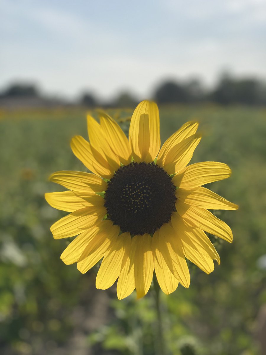 sbreenie_thomas's tweet photo. This was a perfect evening outing for #sunflowers and #socialdistancing!! The weather and the flowers were so beautiful that I had a fun little photo shoot!! Thanks @AGcropmaze 🌻🌻 https://t.co/RBKJG6vi6D
