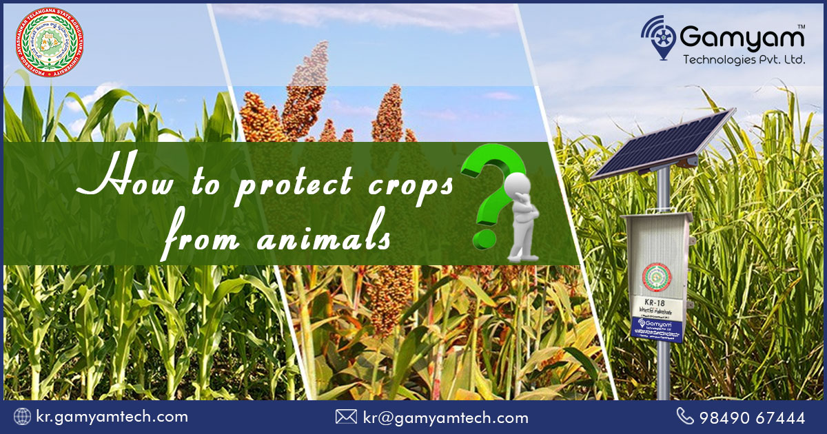 ABRConserv's tweet photo. At Gamyam Technologies, we offer cost effective and eco-friendly solution to protect agricultural crops/farms from wild animals i.e, Khethi Rakshak
Learn more: https://t.co/MDIb9FDXmx
Contact us @ +91-9849067444
#protectcrops #wildanimalrepeller #animalrepeller #wildboarrepeller https://t.co/Zl4HMjbvaM