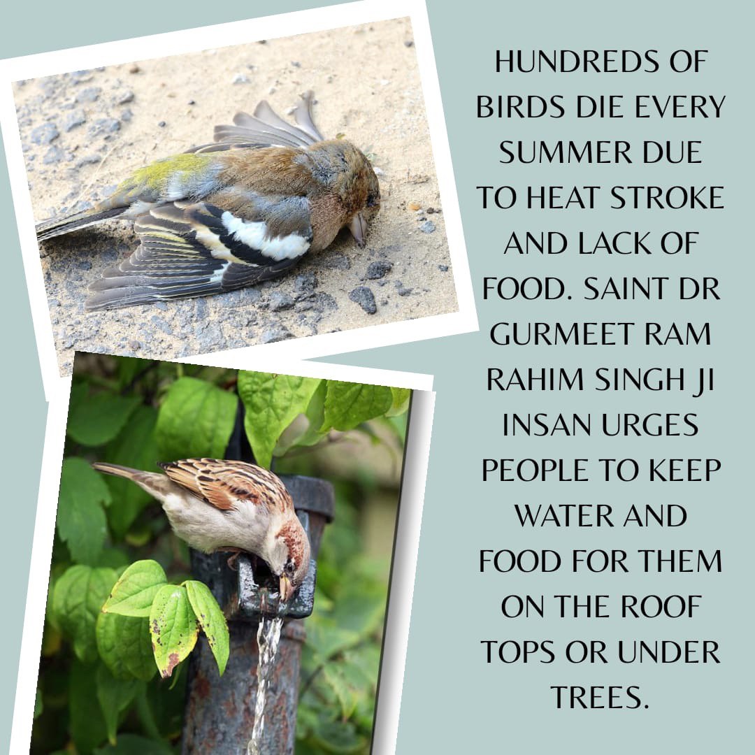 ankush_malpani's tweet photo. Birds are a mute creatures of God, who are fully dependent on us for their feed in each season. So, #HelpBirdsInSummers by keeping water & food on rooftops or under any tree branch.
@chirpbirding #savebirds #godcreature #birds #wildlife @bird https://t.co/oDutpkIaxX