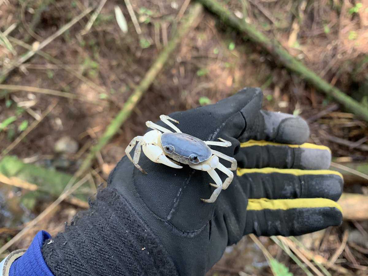 鈴木 礼 V Twitter この季節になると大量のサワガニさんが出現し始める ちなみに静岡県東部のサワガニは青系の色で 中西部に行くと赤系になります なんでだろ