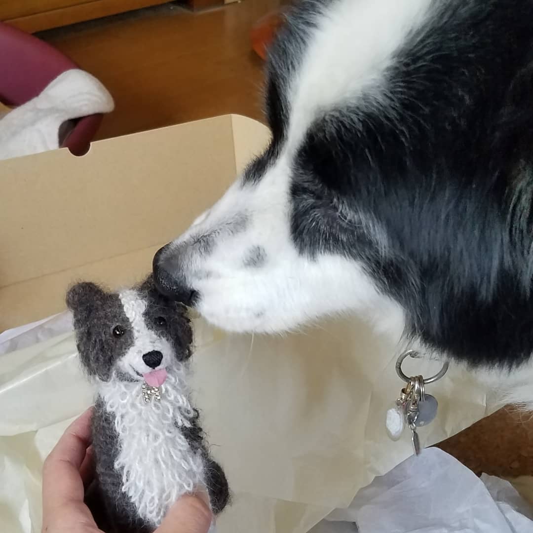 ホーボージュン ボーダーコリーの成犬1頭分の毛がこちらになります ラナは毛量多いので10 のバリカンでもこんな量になる そりゃあ暑いよなあ