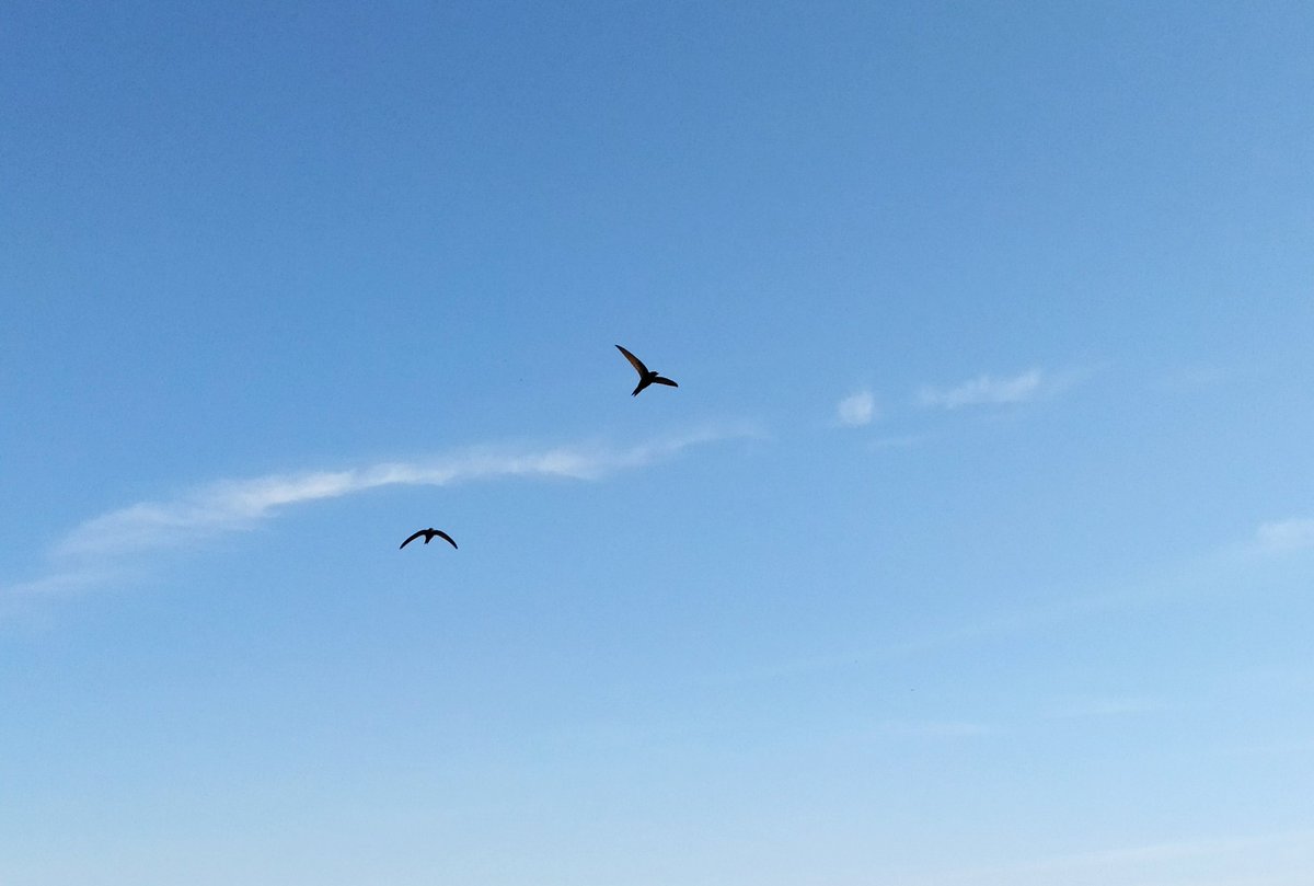 ayselyilmaz74's tweet photo. Günaydın #çarşamba
...
Acı mıhlanıp bir kalpte durmasın.
Ortada dursun.
Olur ya biri eline alır okşar, 
Biri alnından öper,
Az unutursun.
...
Buraya umutlu günler koydum.
Şimdilik uzak gibi görünüyor.
Ama kim bilir, birazdan uzanıp dokunursun.
                       Birhan Keskin https://t.co/VxJPYzquRb