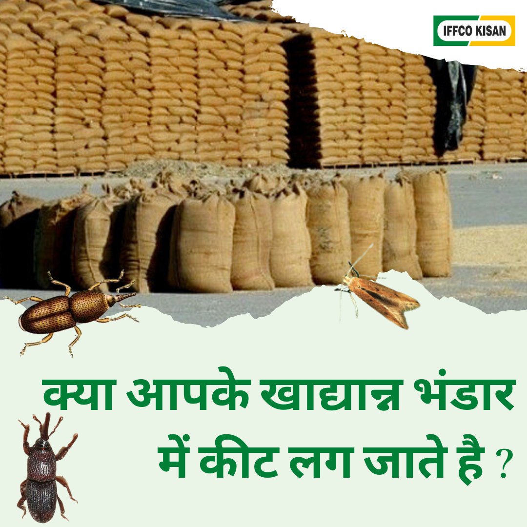 iffcokisan's tweet photo. क्या आपके खाद्यान्न भंडार में कीट लग जाते है ? 
@iffcokisan के साथ जाने 
#Wherehouse  #ProtectionFromPest https://t.co/tBFUhp9fHG