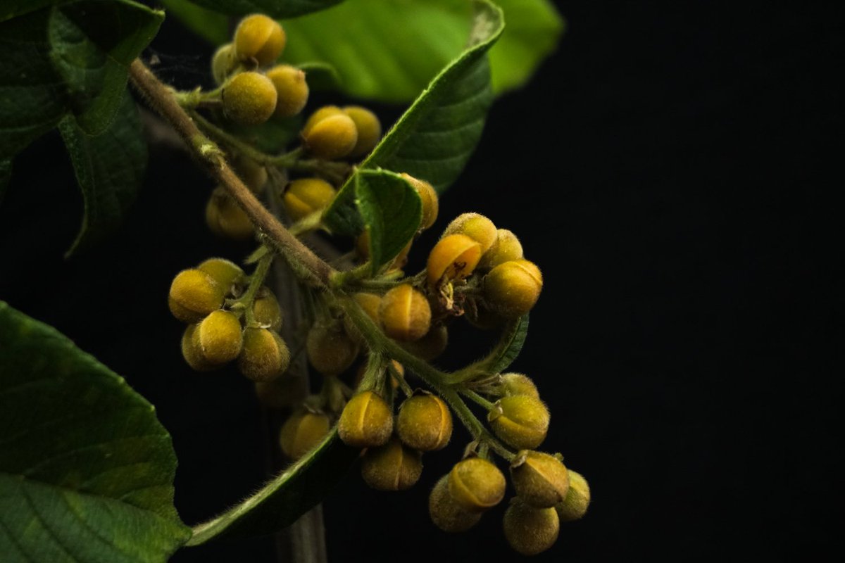 Un poco de Flora de San Mateo.
Hoy les traigo a Davilla kunthii un liana perteneciente a la familia Dilleniaceae, familia compuesta prácticamente por lianas. Es fuente de alimento para mucha aves.