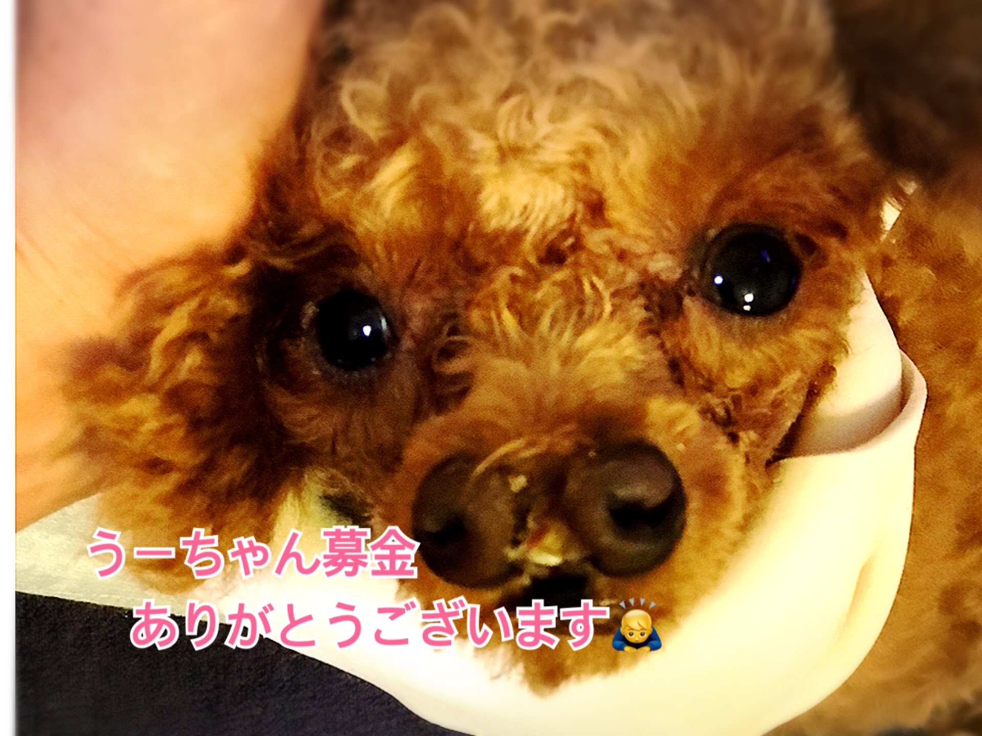 お鼻が二つある障害犬うーちゃん 公式 うーちゃんの為に寄付金を 贈ってくださり本当に本当に ありがとうございます マツバラ様 ウーチヤンヘ 二コマ様 ウエノ オウエンシテマ様 マエダ様 お鼻が二つの障害犬うー