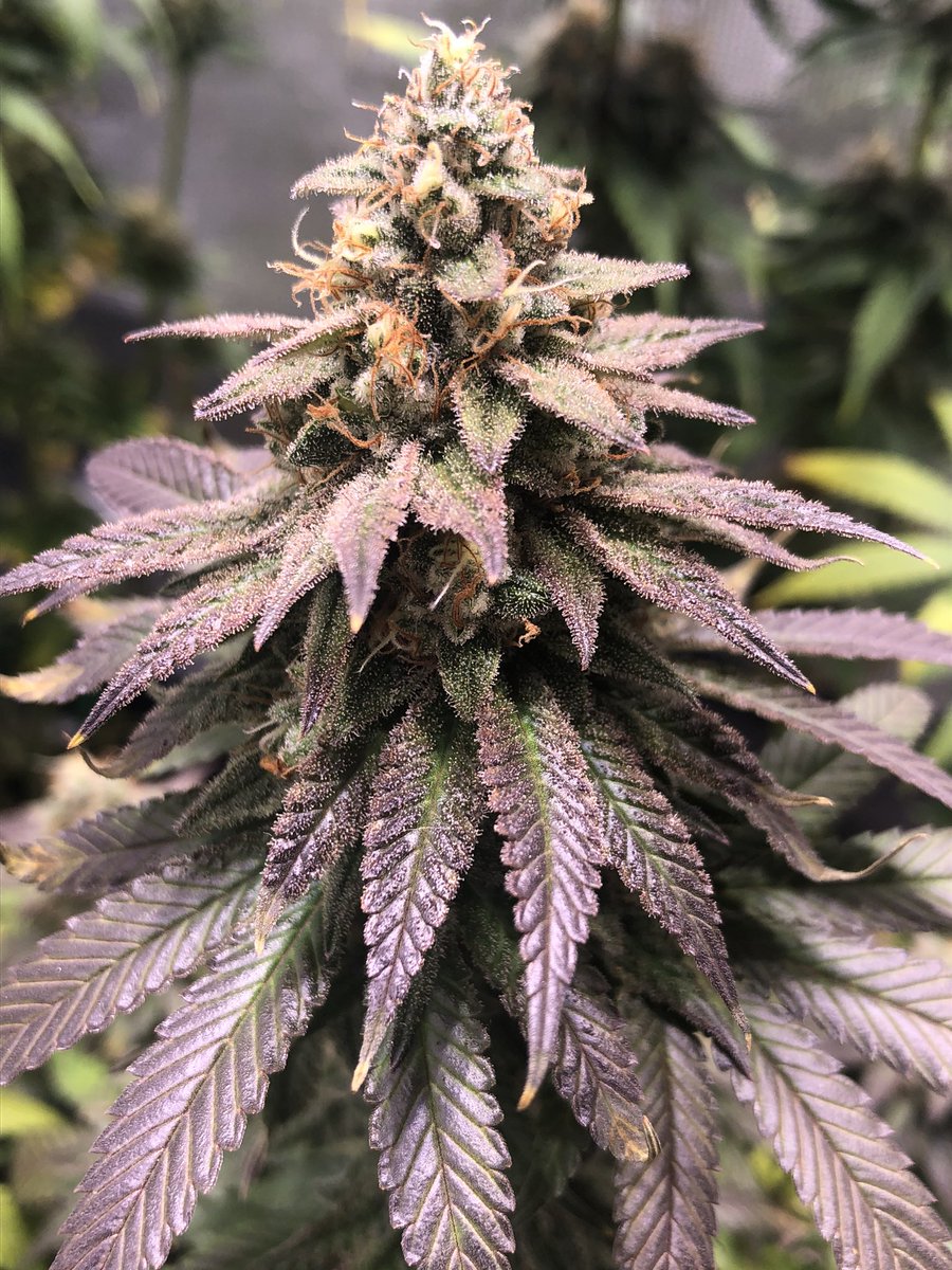 blvckmktroots's tweet photo. Our Platinum Sunset Sherbert 🌅 starting to stack up nicely 🔥🔥🔥            #mmemberville #growyourown @the420tube #blvckmarketroots #igrowexotic https://t.co/btmG9IfCAu