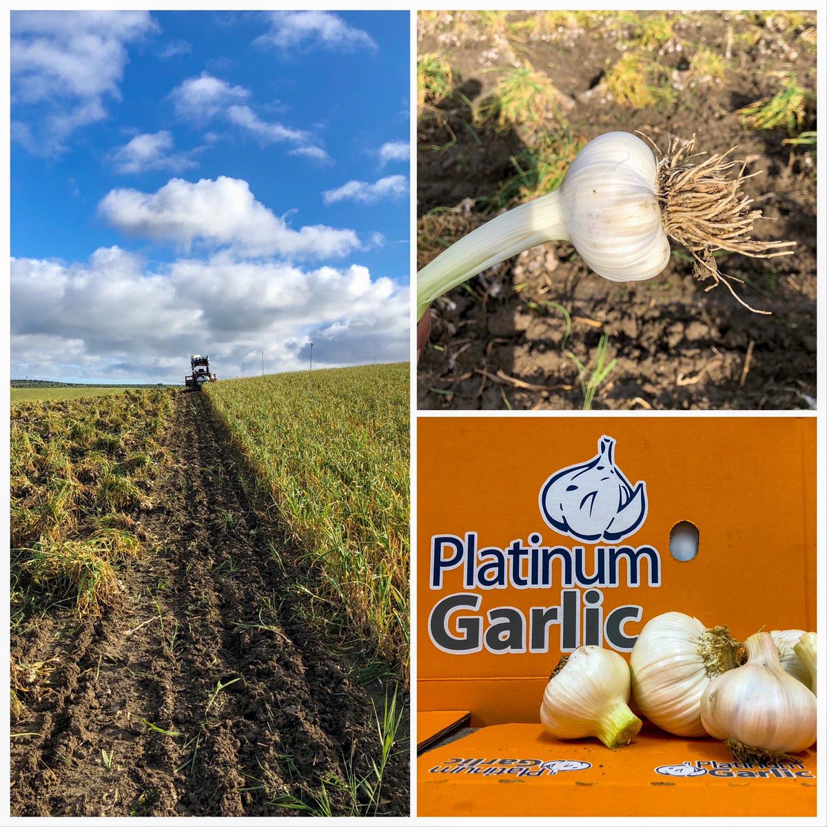 OneGarlic's tweet photo. #BuenosDias comienzo del arranque de nuestro #ajo #springblanco https://t.co/x8k5gqqrkT