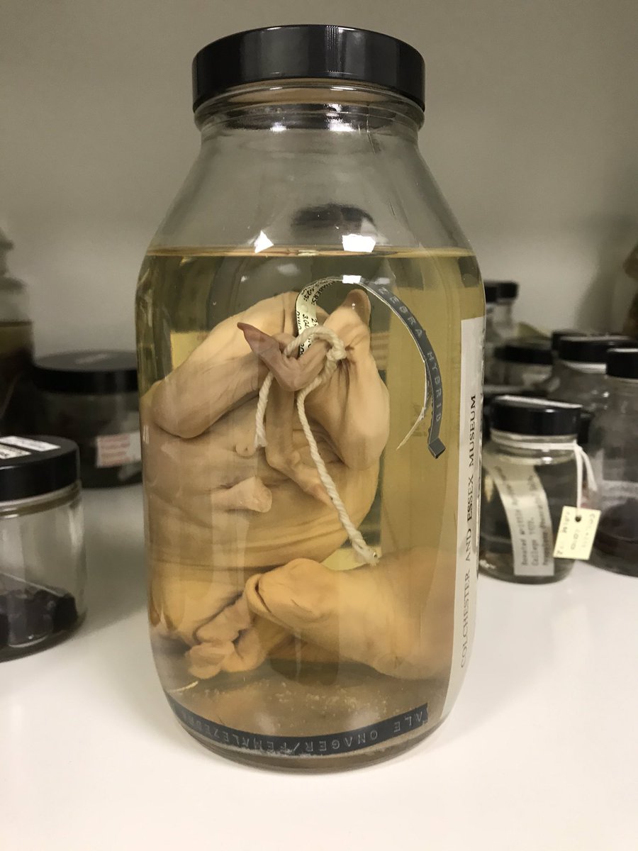ColMuseums's tweet photo. Today we’re going to challenge our @MuseumBuddy @Northlincmuseum to a #CuratorBattle around our #NaturalScience collections.
What’s your coolest #NatSci specimens?
It’s super tough but we ❤️ our spirit collection! Here’s a baby zebra-onager hybrid bred at @ColchesterZoo. https://t.co/6E50NrfnuW