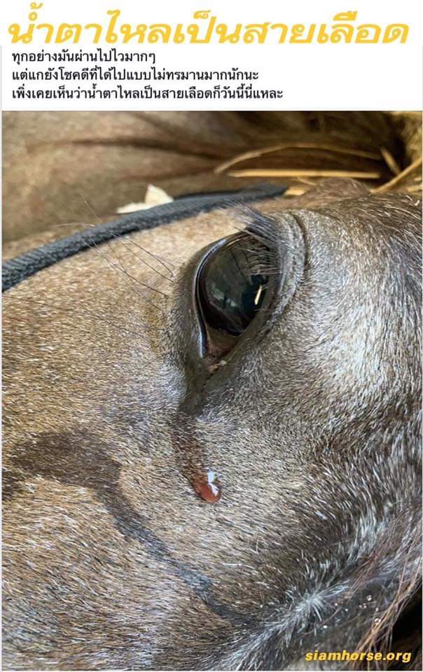 bluedragon_tk's tweet image. ตอนนี้เกิดวิกฤตที่เรียกได้ว่าฉิบหาย ม้าไทยตายไปกว่าห้าร้อยตัว แต่ข่าวเงียบกริบ เกิดโรคระบาด ASH หรือ กาฬโรคอาฟริกาในม้า ที่ไม่เคยระบาดในไทยมาก่อน คร่าชีวิตม้าไทยไปกว่าห้าร้อยตัว สูญเงินไปหลายร้อยล้านบาท และยังตายไม่หยุด ตายทุกวัน เหตุเกิดจากนายทุนนำเข้าม้าลายมาโดยไม่ควบคุมโรค