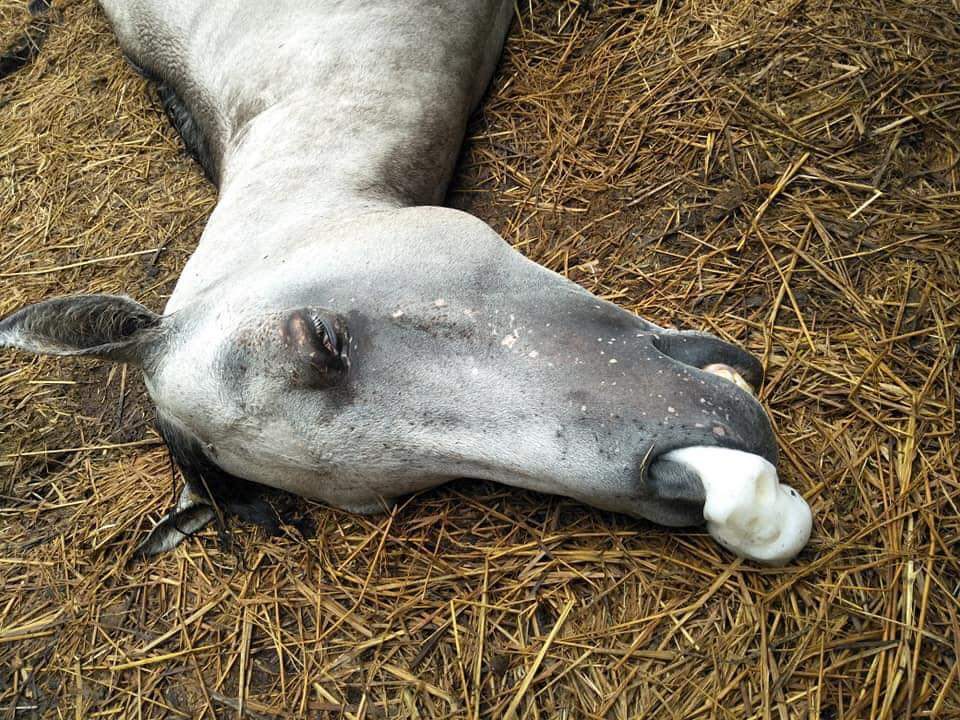 bluedragon_tk's tweet image. ตอนนี้เกิดวิกฤตที่เรียกได้ว่าฉิบหาย ม้าไทยตายไปกว่าห้าร้อยตัว แต่ข่าวเงียบกริบ เกิดโรคระบาด ASH หรือ กาฬโรคอาฟริกาในม้า ที่ไม่เคยระบาดในไทยมาก่อน คร่าชีวิตม้าไทยไปกว่าห้าร้อยตัว สูญเงินไปหลายร้อยล้านบาท และยังตายไม่หยุด ตายทุกวัน เหตุเกิดจากนายทุนนำเข้าม้าลายมาโดยไม่ควบคุมโรค