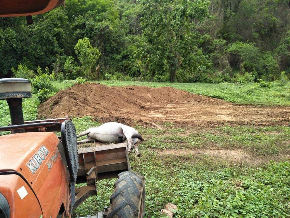 bluedragon_tk's tweet image. ตอนนี้เกิดวิกฤตที่เรียกได้ว่าฉิบหาย ม้าไทยตายไปกว่าห้าร้อยตัว แต่ข่าวเงียบกริบ เกิดโรคระบาด ASH หรือ กาฬโรคอาฟริกาในม้า ที่ไม่เคยระบาดในไทยมาก่อน คร่าชีวิตม้าไทยไปกว่าห้าร้อยตัว สูญเงินไปหลายร้อยล้านบาท และยังตายไม่หยุด ตายทุกวัน เหตุเกิดจากนายทุนนำเข้าม้าลายมาโดยไม่ควบคุมโรค