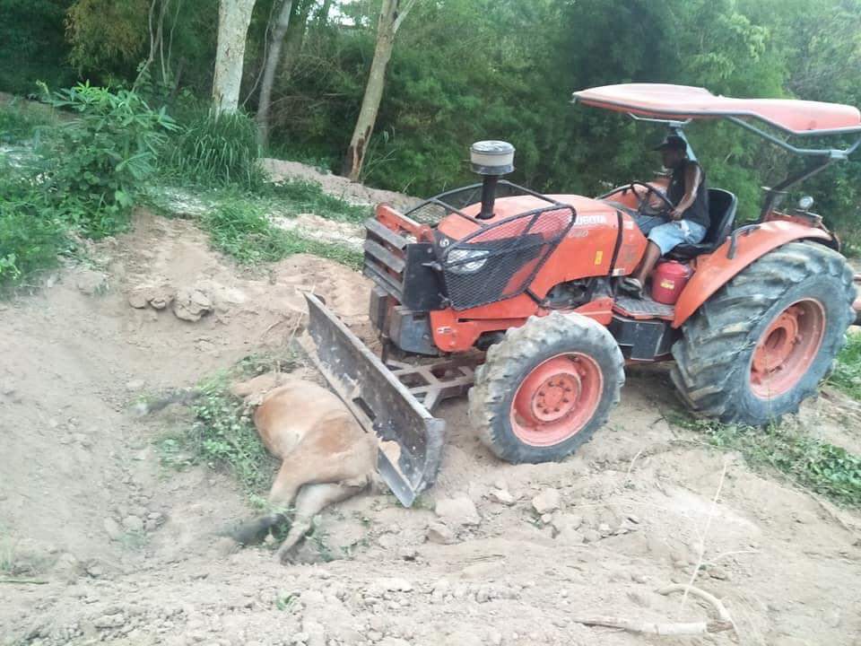 bluedragon_tk's tweet image. ตอนนี้เกิดวิกฤตที่เรียกได้ว่าฉิบหาย ม้าไทยตายไปกว่าห้าร้อยตัว แต่ข่าวเงียบกริบ เกิดโรคระบาด ASH หรือ กาฬโรคอาฟริกาในม้า ที่ไม่เคยระบาดในไทยมาก่อน คร่าชีวิตม้าไทยไปกว่าห้าร้อยตัว สูญเงินไปหลายร้อยล้านบาท และยังตายไม่หยุด ตายทุกวัน เหตุเกิดจากนายทุนนำเข้าม้าลายมาโดยไม่ควบคุมโรค