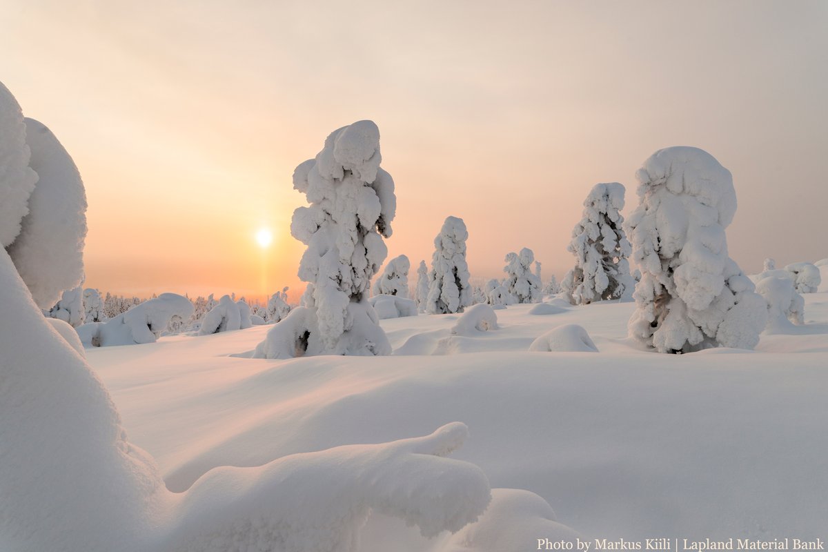 OnlyInLapland's tweet photo. Kinos, hanki, tykky, hiutale, nuoska, puuteri.... That's just a few Finnish words to describe different types of snow. ❄️☃️In these pics you see 'tykkylumi'. It's a heavy snow load accumulated on the branches and structures of the tree.

#Lapland💙Winter #DreamNowTravelLater https://t.co/LRKp4dN1ZA