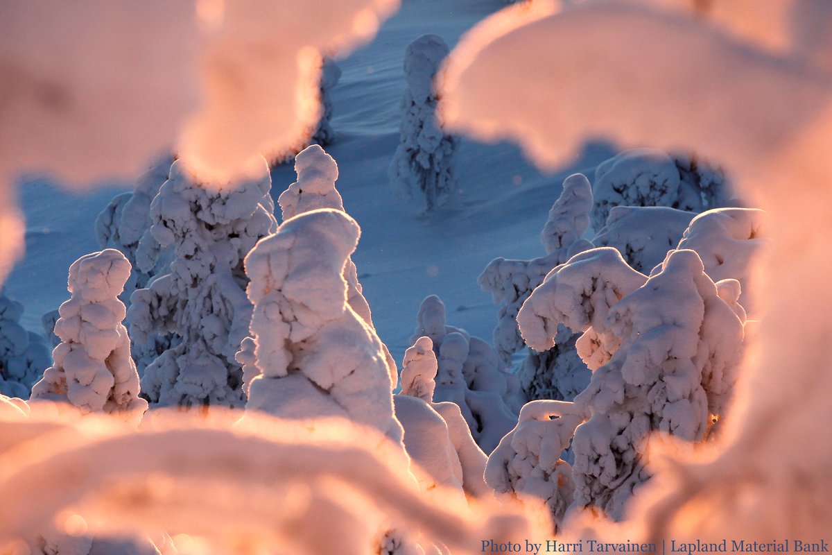 OnlyInLapland's tweet photo. Kinos, hanki, tykky, hiutale, nuoska, puuteri.... That's just a few Finnish words to describe different types of snow. ❄️☃️In these pics you see 'tykkylumi'. It's a heavy snow load accumulated on the branches and structures of the tree.

#Lapland💙Winter #DreamNowTravelLater https://t.co/LRKp4dN1ZA