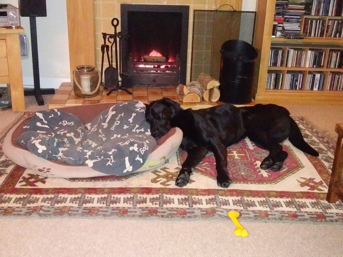 BellyBoy74's tweet photo. It's now 5 wks since george went missing on his walk #castleside. #countydurham Someone must know something 💔 Reward for return, no questions asked. Pls get in touch, pls share #bringgeorgehome #lost #Reward @DoglostUK @dogownersuk @BrendaBlethyn @UnitedDogdom @dogfriendlybrit https://t.co/U1IFmagh9G