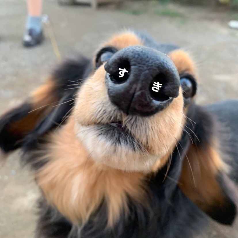 rsg42598's tweet photo. #愛犬の日 https://t.co/UCLFtp6US5