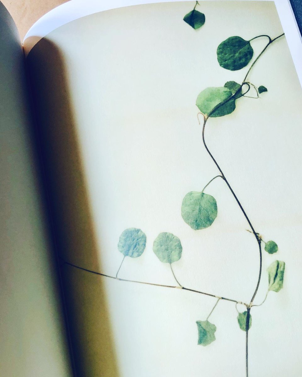 日々 カワタレ という言葉をはじめて知ったのは好きな写真家さんのおひとり 泊 昭雄さんの写真集からでした 言うまでもなく装丁も素敵です 最近朝早く目覚めることが増えた 本を読んだり キッチンへ行ってはごそごそしたり 私の部屋に射す光も