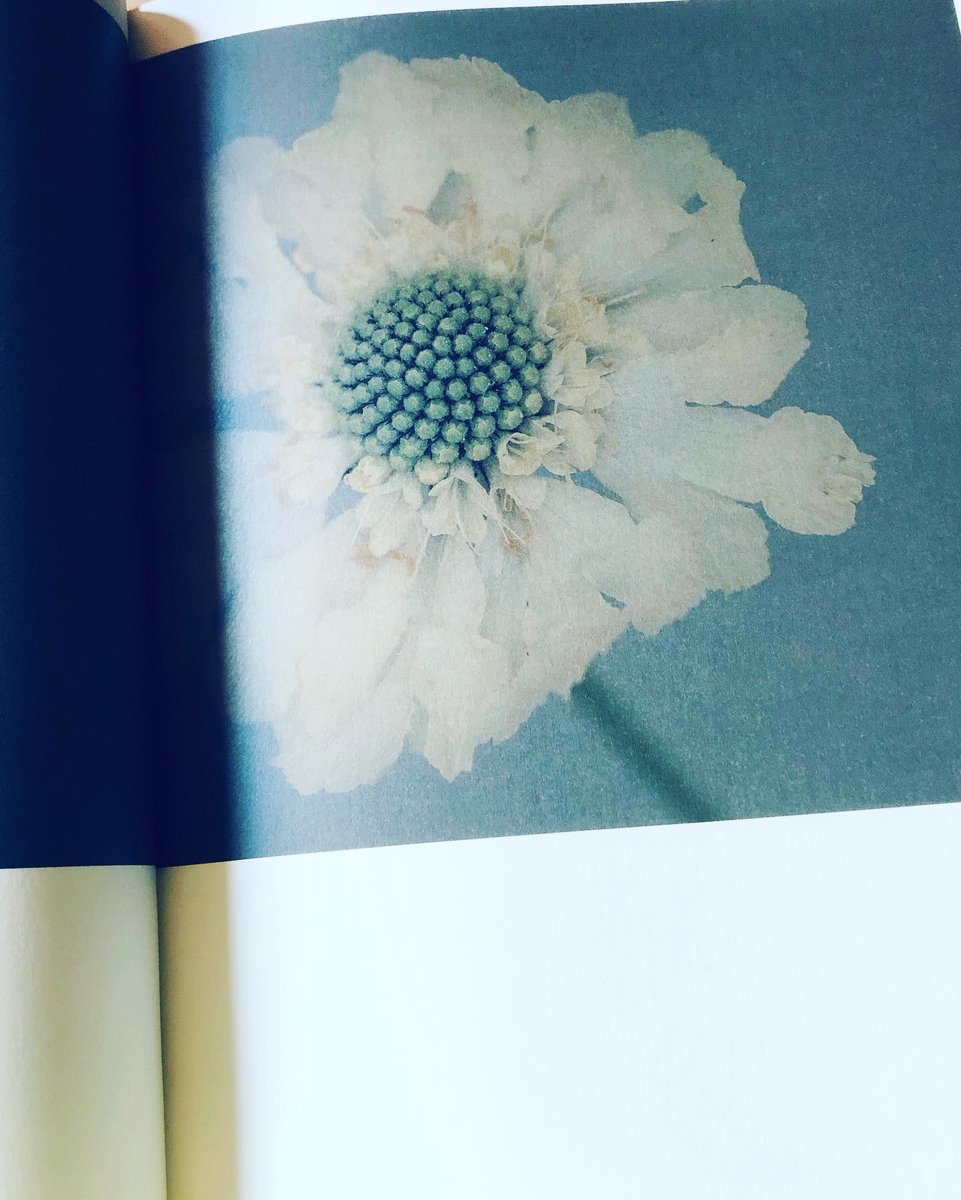 日々 カワタレ という言葉をはじめて知ったのは好きな写真家さんのおひとり 泊 昭雄さんの写真集からでした 言うまでもなく装丁も素敵です 最近朝早く目覚めることが増えた 本を読んだり キッチンへ行ってはごそごそしたり 私の部屋に射す光も